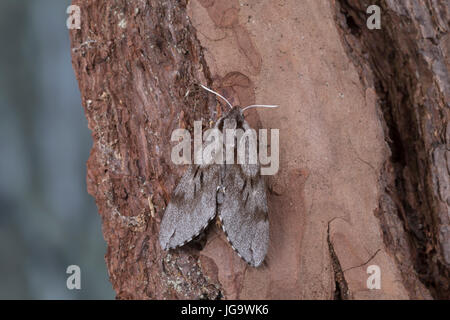 Kiefernschwärmer Kiefern-Schwärmer Tannenpfeil, Hyloicus pinastri,,, Sphinx pinastri, pin, pin sphynx hawk-moth, le sphinx du pin, Schwärmer, Sphi Banque D'Images