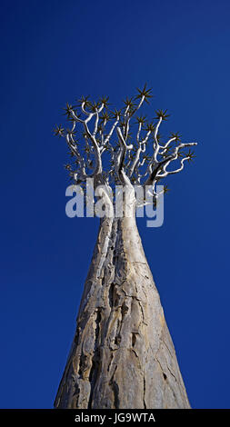 Arbres carquois à Fish River Canyon Banque D'Images