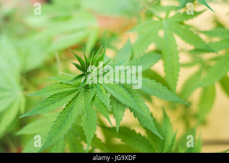 Feuilles de marijuana de séchage pour le thé Banque D'Images