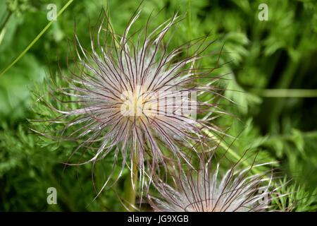 Des chefs d'pasqueflowers au printemps, fruits d'pasqueflowers, pulsatilles, graines de plumes Banque D'Images