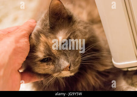 Par contre un mâle Animaux chat gris Banque D'Images