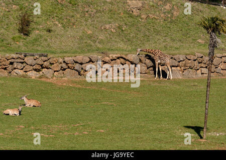 Eland et girafe dans le parc de la Naturaleza de Cabarceno, Cantabria, Spain, Europe Banque D'Images