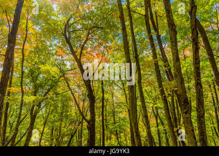 Forêt en automne coloré en Virginie-Occidentale Banque D'Images