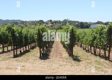 Vignes, Coombsville, Napa Valley, Californie Banque D'Images