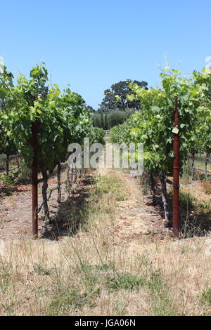 Vignes, Coombsville, Napa Valley, Californie Banque D'Images