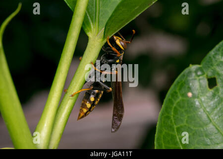 Les grandes feuilles des plantes sur une guêpe Banque D'Images