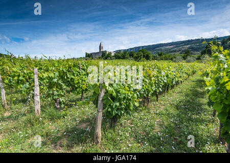 Plantation de vigne dans les régions rurales de la Slovénie. Banque D'Images