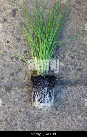 Plante de ciboulette avec pot-bound boule de racine Banque D'Images