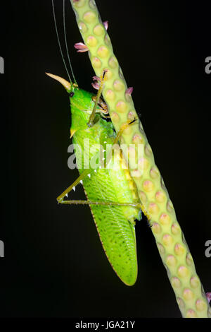 Spearbearer rhinocéros Katydid, "Rhinocéros" Copiphora- Tortuguero, Costa Rica Banque D'Images