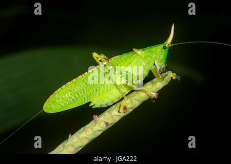 Spearbearer rhinocéros Katydid, "Rhinocéros" Copiphora- Tortuguero, Costa Rica Banque D'Images