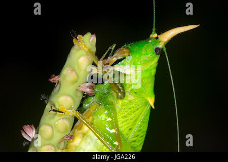 Spearbearer rhinocéros Katydid, "Rhinocéros" Copiphora- Tortuguero, Costa Rica Banque D'Images