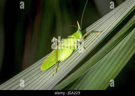 Spearbearer rhinocéros Katydid, "Rhinocéros" Copiphora- Tortuguero, Costa Rica Banque D'Images