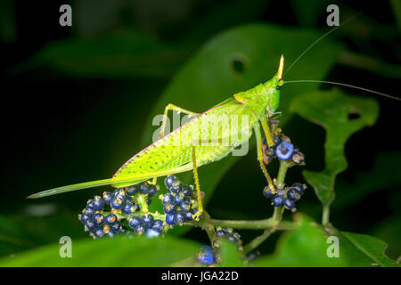 Spearbearer rhinocéros Katydid, "Rhinocéros" Copiphora- Tortuguero, Costa Rica Banque D'Images