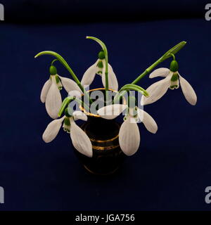 Bouquet de fleurs de printemps à snowdrop vase en porcelaine à fond bleu, Sofia, Bulgarie Banque D'Images