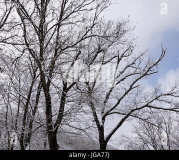 Les arbres secs sous ciel bleu à la forêt en hiver Banque D'Images