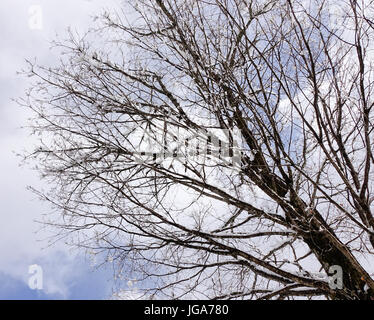 Les arbres secs sous ciel bleu à la forêt en hiver. Close up. Banque D'Images