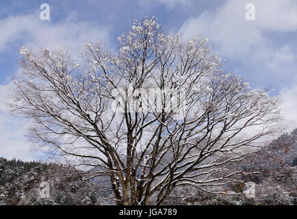 Les arbres secs sous ciel bleu à la forêt d'hiver au Japon. Banque D'Images