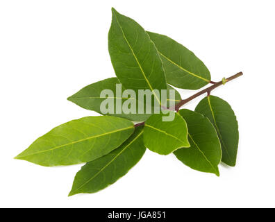 Laurel branch isolated on white Banque D'Images