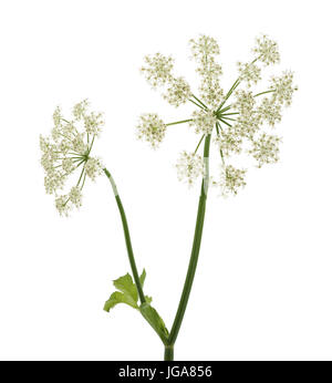 Angelica archangelica fleurs isolé sur fond blanc Banque D'Images