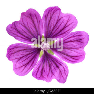 'Violet mauve commune' Fleur (Malva sylvestris) isolé sur fond blanc Banque D'Images