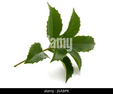Holly ou Butcher's broom isolé sur fond blanc Banque D'Images