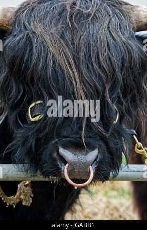 Bos taurus. Vache Highland taureau noir visage et anneau pour le nez au pays Hanbury show, Worcestershire. UK Banque D'Images