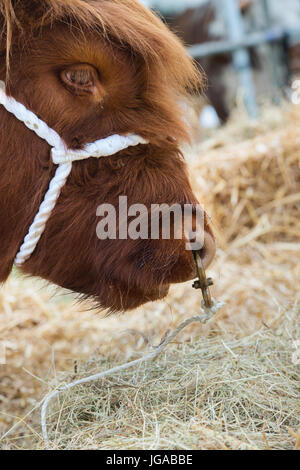 Bos taurus. Vache Highland taureau noir visage et anneau pour le nez au pays Hanbury show, Worcestershire. UK Banque D'Images
