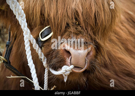 Bos taurus. Résumé Le taureau Highland Show à Hanbury pays montrent, Worcestershire. UK Banque D'Images