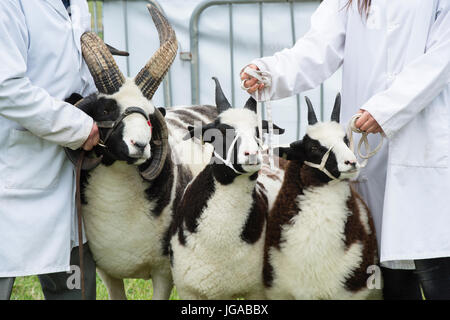 Ovis aries. Jacobs moutons sur spectacle au pays Hanbury show, Worcestershire. UK Banque D'Images