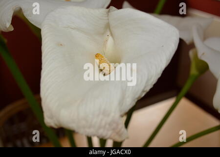 Bien que simple trompette calla lily commence à se flétrir dans bouquet de lys similaires Banque D'Images