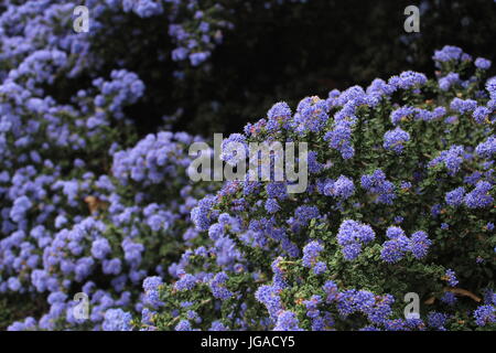 Bush de fleurs violettes à San Francisco Banque D'Images