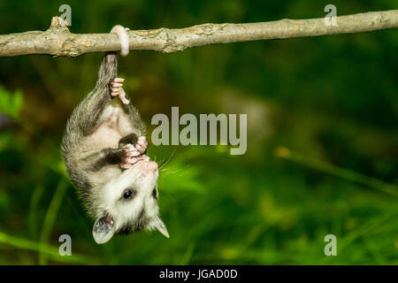 Opossum de bébé Banque D'Images