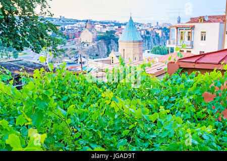 Le jardin avec des vignes de raisins verts juteux sur Sololaki Hill avec le dôme bleu vif de Surb Gevorg l'église et de l'église de Metekhi Tbilissi sur l'arrière-plan, Banque D'Images