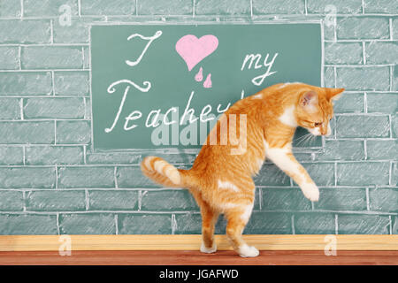 J'aime mon maître, funny cat concept avec l'éducation Banque D'Images