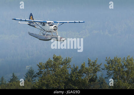 Un avion aérien de port classique de Havilland DHC-2 Beaver Flying Low over Forrest Woodlands en Colombie-Britannique, Canada. Banque D'Images