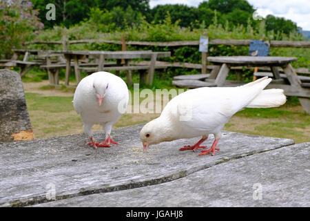 Sussex, UK. Paire de colombes blanches qui se nourrissent de miettes laissées sur une table de pique-nique Banque D'Images