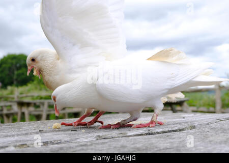 Sussex, UK. Paire de colombes blanches qui se nourrissent de miettes laissées sur une table de pique-nique Banque D'Images