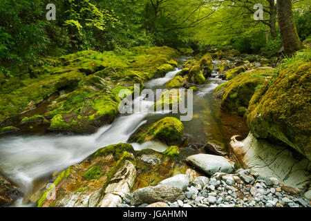 La rivière Shimna à Tollymore Forest Park en Irlande du Nord. Banque D'Images