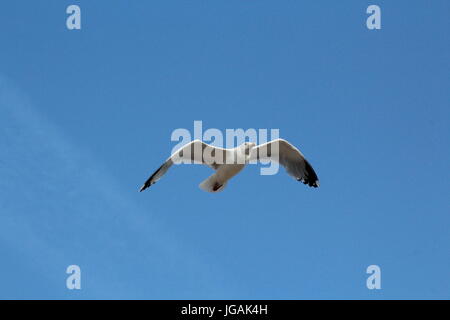 Mouette voler dans ciel bleu clair Banque D'Images