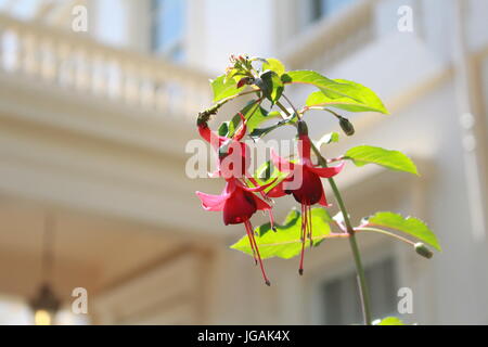 Bourgeons Fuchsia en face d'un balcon Banque D'Images