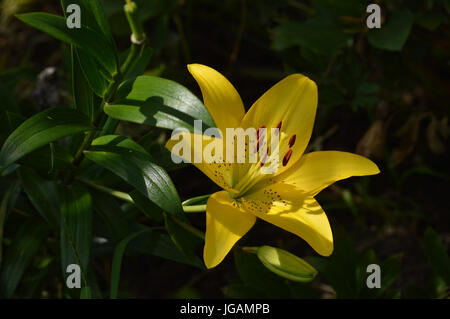 Lis jaune et vert feuilles sur un fond sombre à l'ombre, peut utiliser pour une page de calendrier Banque D'Images
