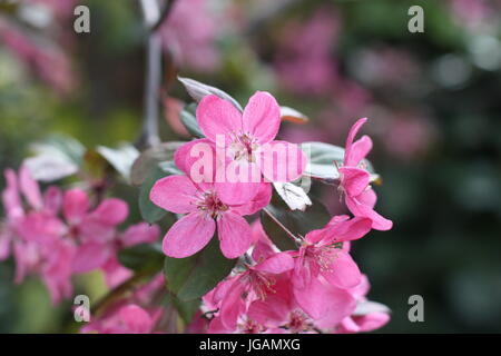 Balsamine de l'Himalaya (Impatiens glandulifera) Fleurs, UK Banque D'Images