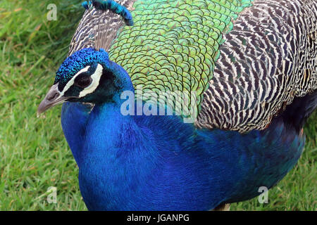 Fota Wildlife Park, Irlande, Fota Banque D'Images