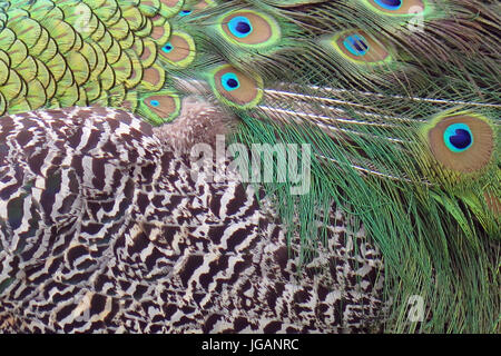 Fota Wildlife Park, Irlande, Fota Banque D'Images