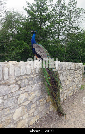 Fota Wildlife Park, Irlande, Fota Banque D'Images