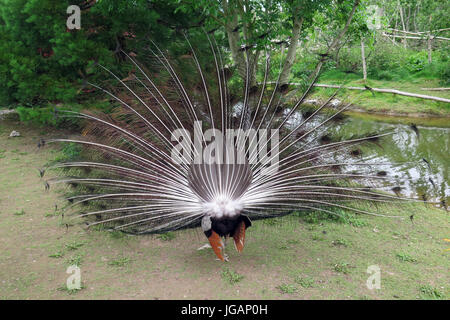 Fota Wildlife Park, Irlande, Fota Banque D'Images