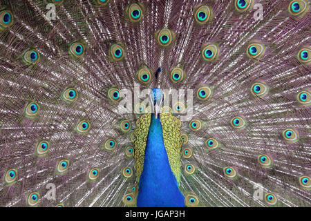 Fota Wildlife Park, Irlande, Fota Banque D'Images