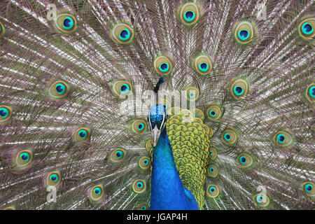 Fota Wildlife Park, Irlande, Fota Banque D'Images