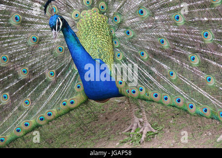 Fota Wildlife Park, Irlande, Fota Banque D'Images