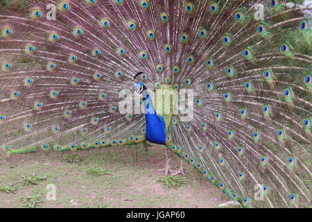 Fota Wildlife Park, Irlande, Fota Banque D'Images